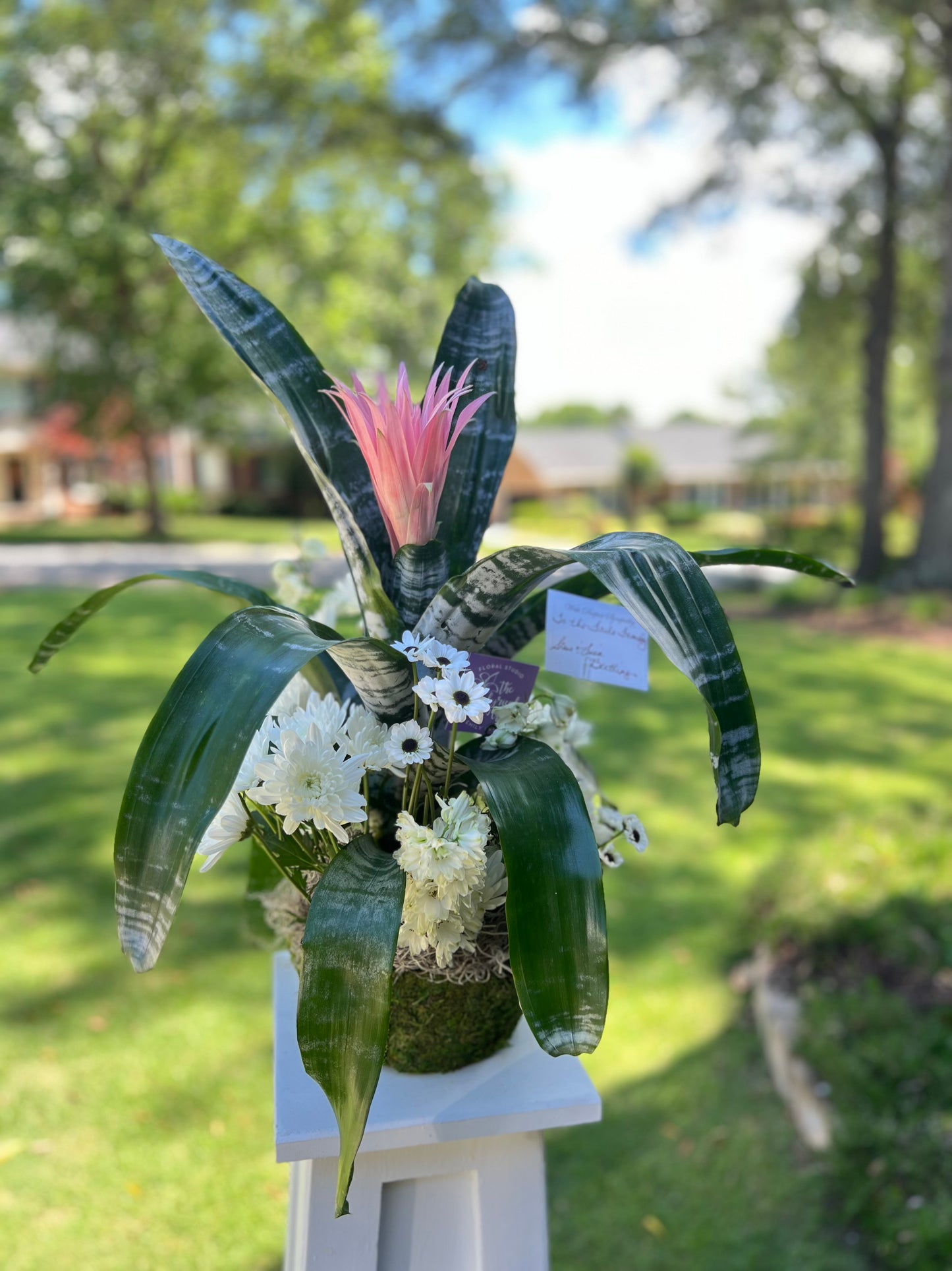 Sympathy Plant Arrangement